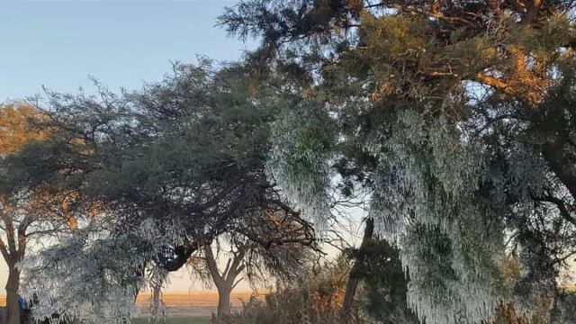 FRÍO EN CÓRDOBA. La helada se hizo presente este martes en un campo ubicado próximo a La Puerta, en el departamento Río Primero. (Gentileza Ezequiel Heredia)
