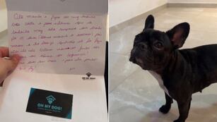 Increíble: suspendieron a un bulldog francés de la guardería por morder a uno de sus profesores y la nota se hizo viral.