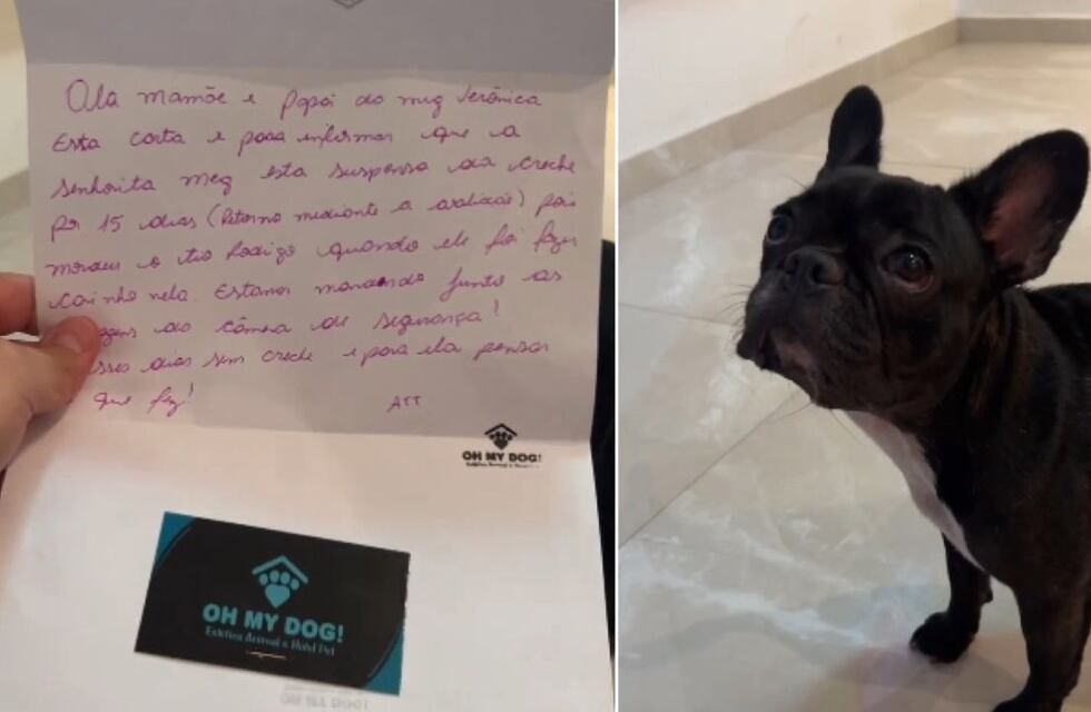 Increíble: suspendieron a una bulldog francés de la guardería por morder a uno de sus profesores y la nota se hizo viral