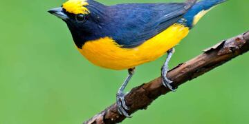 Tangará Común (Euphonia chlorotica)
