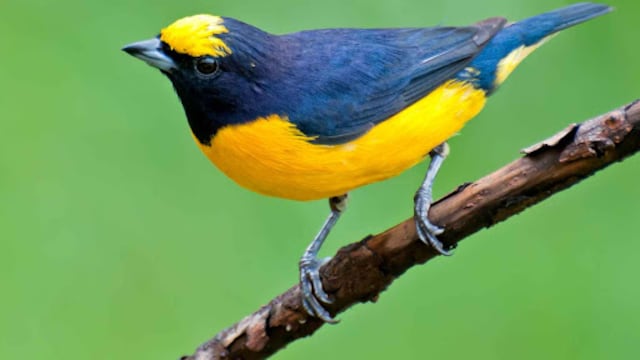 Tangará Común (Euphonia chlorotica)