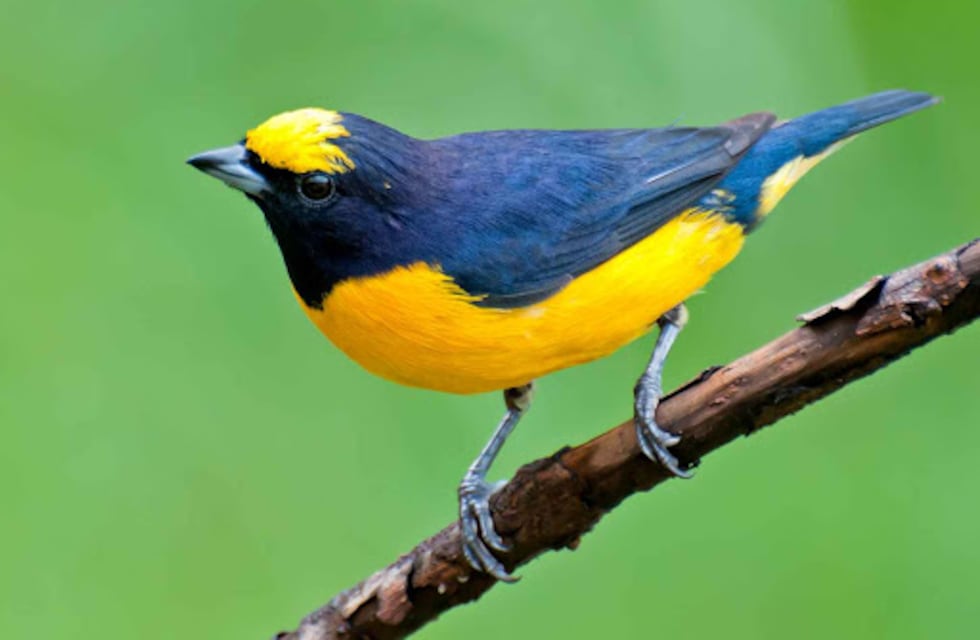 Aparecieron decenas de pájaros muertos en los alrededores de la Plaza 9 de Julio