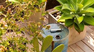 No es por moda: para qué sirve colocar arena en la tierra de las plantas