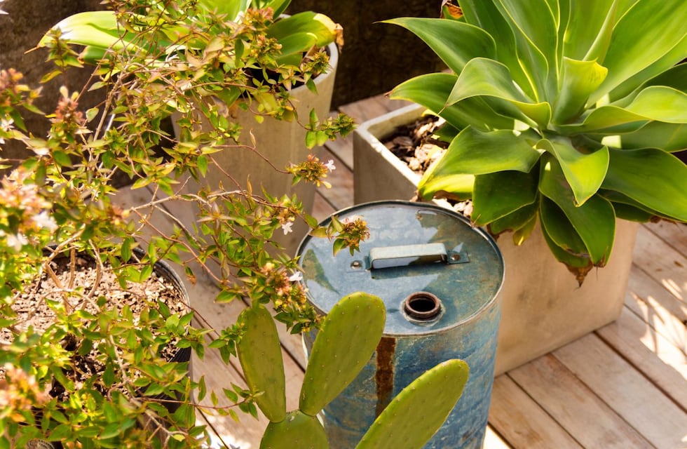 No es por moda: para qué sirve colocar arena en la tierra de las plantas