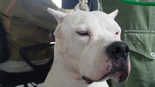 La raza del perro que atacó a Triana en Córdoba (Archivo).