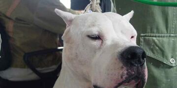 La raza del perro que atacó a Triana en Córdoba (Archivo).