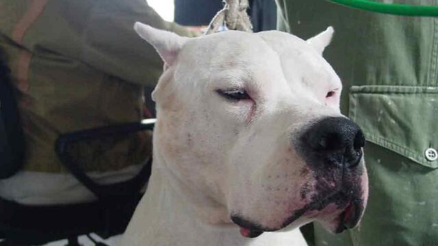 La raza del perro que atacó a Triana en Córdoba (Archivo).
