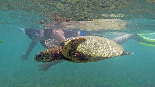 Trasladan a ONG de Tandil 80 tortugas víctimas de presunto maltrato animal