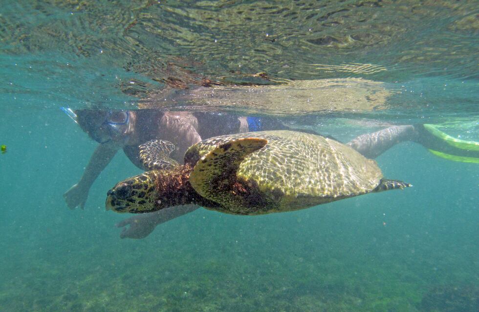 Trasladan a ONG de Tandil 80 tortugas víctimas de presunto maltrato animal