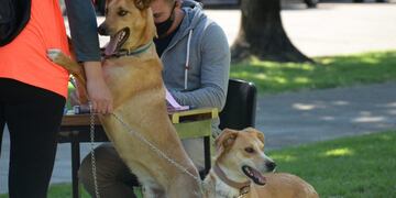 Continúa el cronograma de vacunación gratuita en Palpalá