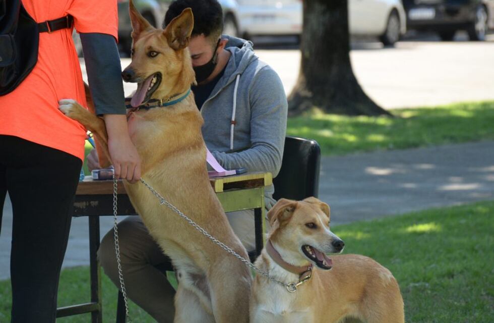 Vacunación antirrábica gratuita en Palpalá