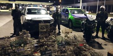 Rescataron a más de 200 animales silvestres.