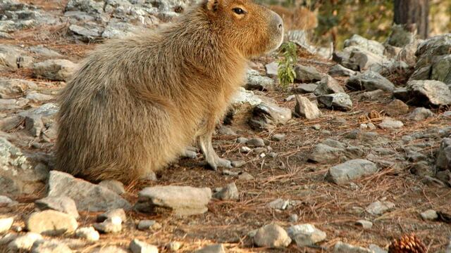 ¿Más carpinchos? Apareció otro ejemplar en un barrio de La Plata y un vecino lo filmó