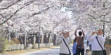 Visitantes toman fotografías de los cerezos en la localidad de Tomioka, en la prefectura de Fukushima, Japón, el sábado 1 de abril de 2023. (Kyodo News via AP)