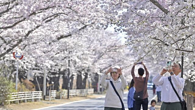 Visitantes toman fotografías de los cerezos en la localidad de Tomioka, en la prefectura de Fukushima, Japón, el sábado 1 de abril de 2023. (Kyodo News via AP)