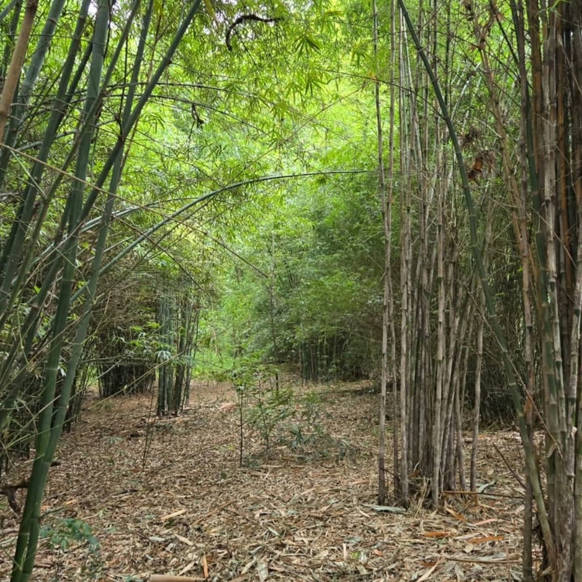 Eldorado evalúa incorporar especies de bambú no invasoras para mejorar espacios públicos.