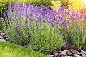 cómo podar lavandas para que florezcan en primavera
