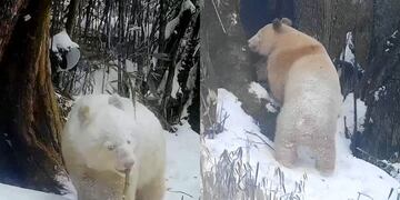 Inéditas e increíbles imágenes del único oso panda del mundo captadas en China. Foto: Los Andes.
