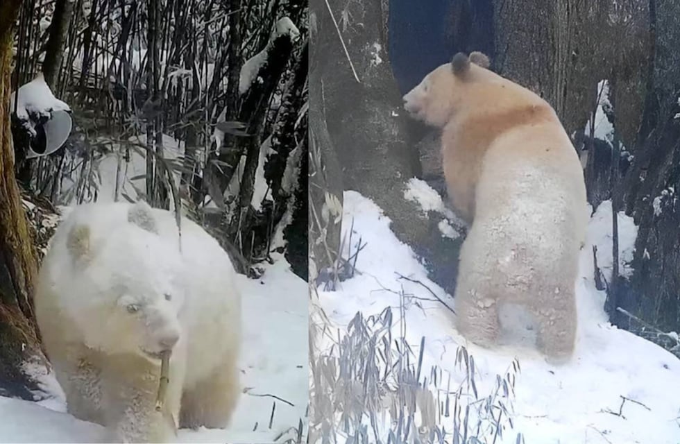 El video inédito del único oso panda blanco del mundo