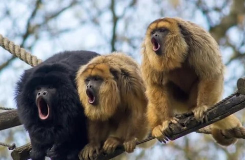 Investigación por la muerte de un mono carayá en Posadas tiene un detenido