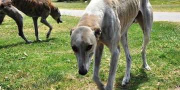 La galga falleció horas después