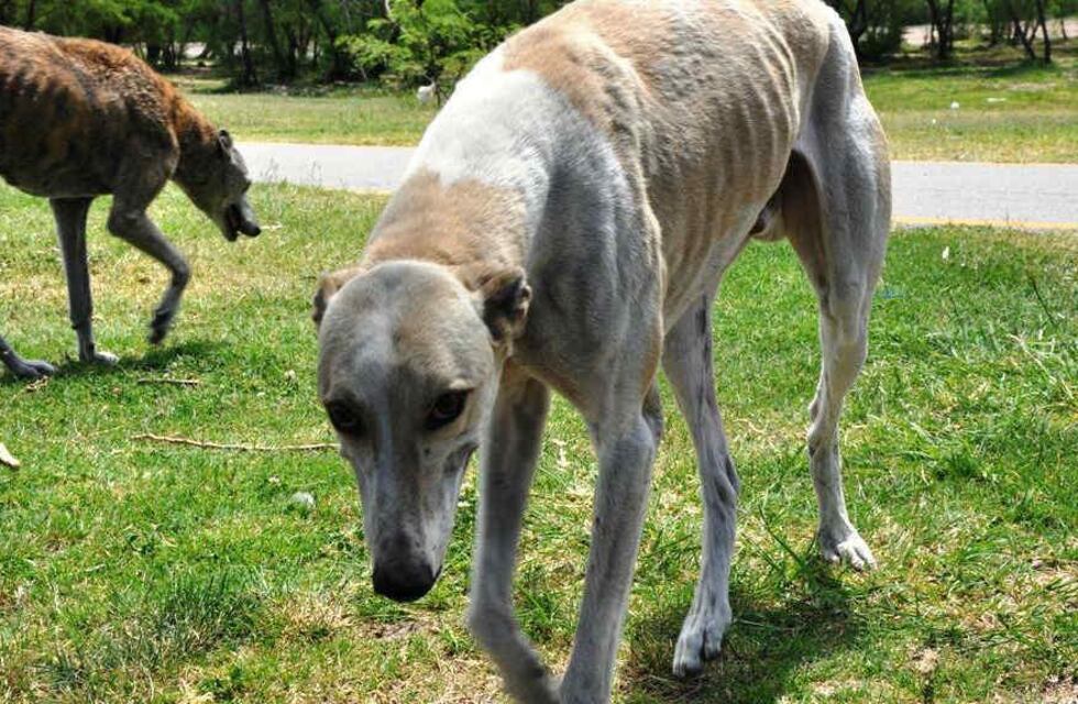Detuvieron a un hombre por maltrato animal