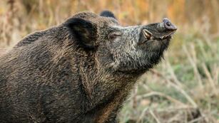 Una mujer neuquina tenía de mascota a un jabalí.