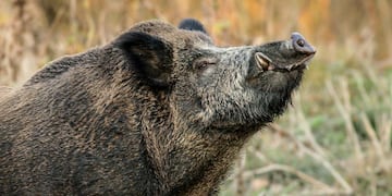 Una mujer neuquina tenía de mascota a un jabalí.