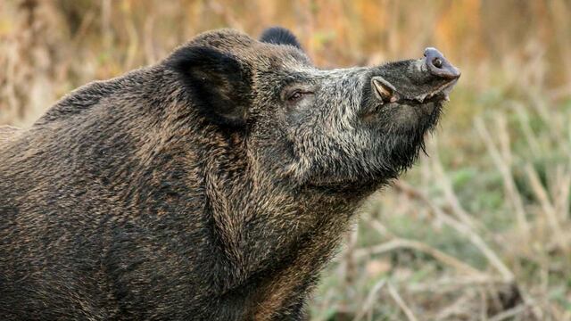 Una mujer neuquina tenía de mascota a un jabalí.