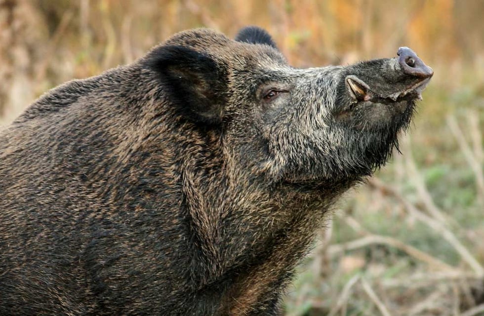 Como una película: una neuquina tiene un jabalí de mascota, lo perdió, y él volvió solo a los brazos de su dueña