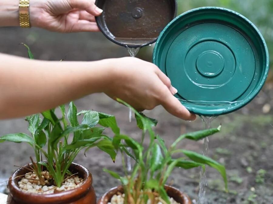 Dengue: Campaña Patio Limpio 2025