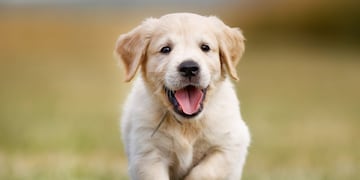 Un estudio reveló a qué edad envejecen los perros, según su raza.