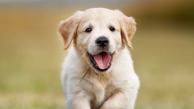 Un estudio reveló a qué edad envejecen los perros, según su raza.