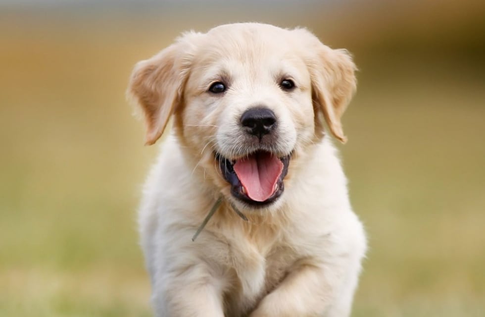 Un estudio reveló a qué edad envejecen los perros, según su raza