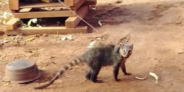 Rescataron a un coatí que se encontraba en cautiverio en una casa del barrio Elena