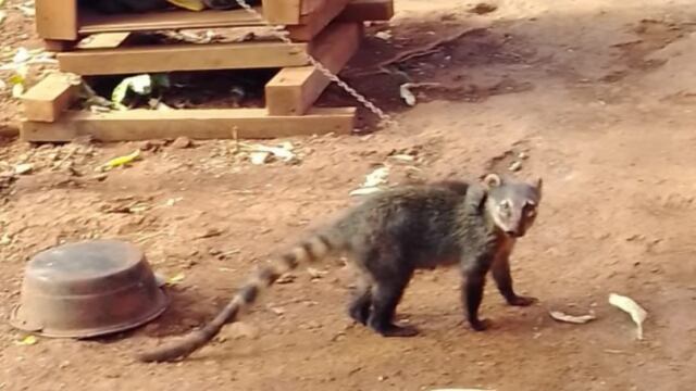 Rescataron a un coatí que se encontraba en cautiverio en una casa del barrio Elena