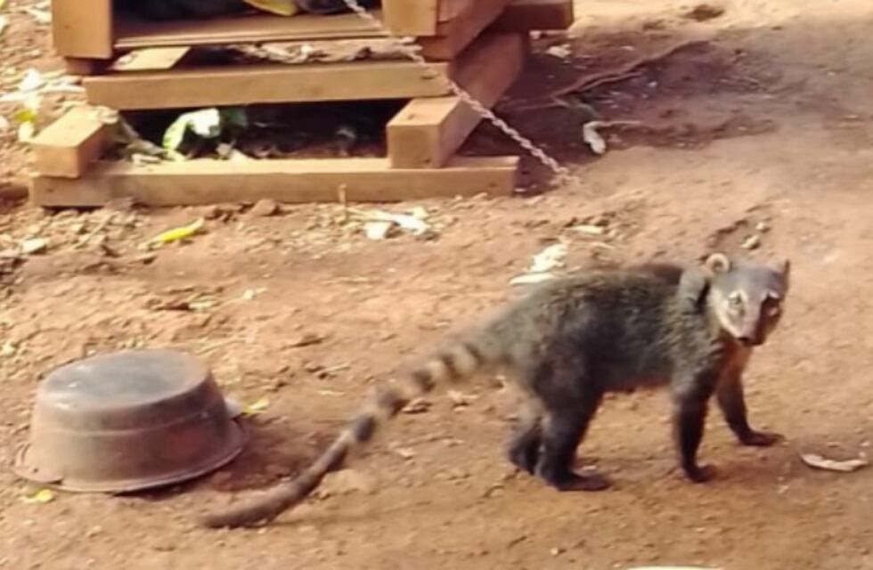Rescataron a un coatí que se encontraba en cautiverio en una casa del barrio Elena