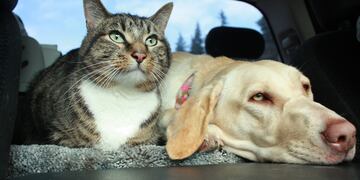 Vacunación contra la rabia