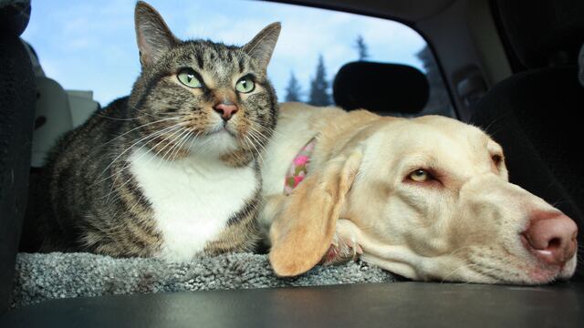 Vacunación contra la rabia