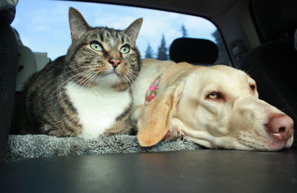 Punta Alta: nueva jornada de vacunación antirrábica gratuita