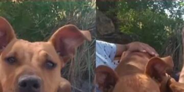 Cielo fue buscada por más de cinco días seguidos en Carlos Paz. Y gracias a todos, hoy ya está en su casa. (Foto: gentileza Marcela Oviedo).