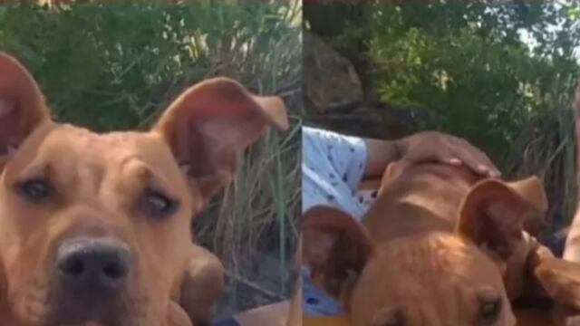 Cielo fue buscada por más de cinco días seguidos en Carlos Paz. Y gracias a todos, hoy ya está en su casa. (Foto: gentileza Marcela Oviedo).