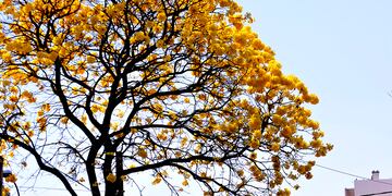 Árboles en flor en la ciudad de Córdoba.