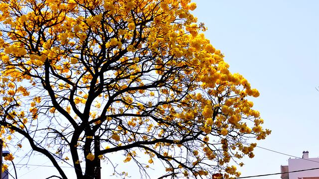 Árboles en flor en la ciudad de Córdoba.