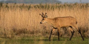 Ciervo de los pantanos