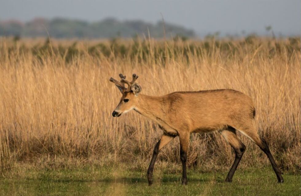 Indignación en las redes por un hombre que mató a un ciervo de los pantanos y publicó la foto en sus cuentas