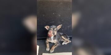 Un grupo de sanjuaninos inició una campaña solidaria para operar a una perrita y necesitan la ayuda de todos