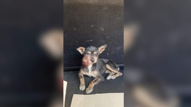 Un grupo de sanjuaninos inició una campaña solidaria para operar a una perrita y necesitan la ayuda de todos