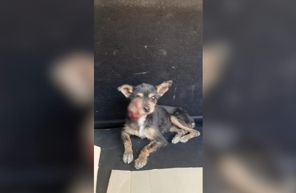 Un grupo de sanjuaninos inició una campaña solidaria para operar a una perrita y necesitan la ayuda de todos