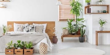 Cuáles son las mejores plantas de interior